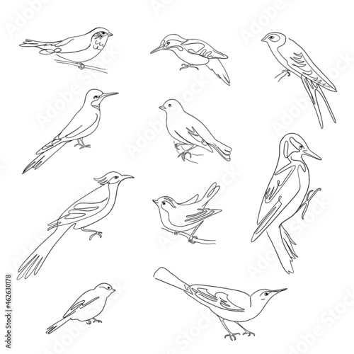 Birds set drawings, continuous line illustration. Different species, linear ink art.