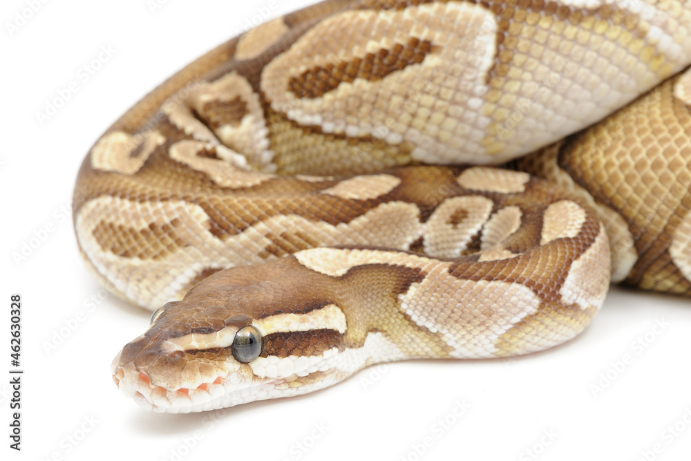Fototapeta premium Ball python (Python regius) on a white background