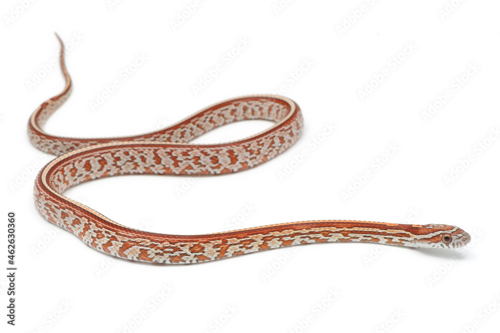 Corn snake (Pantherophis guttatus) on a white background Corn snake (Pantherophis guttatus) on a white background