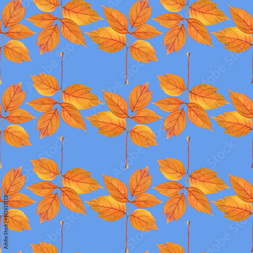 Maple leaf. Illustration, texture of flowers. Seamless pattern for continuous replication. Floral background, photo collage for textile, cotton fabric. For wallpaper, covers, print.