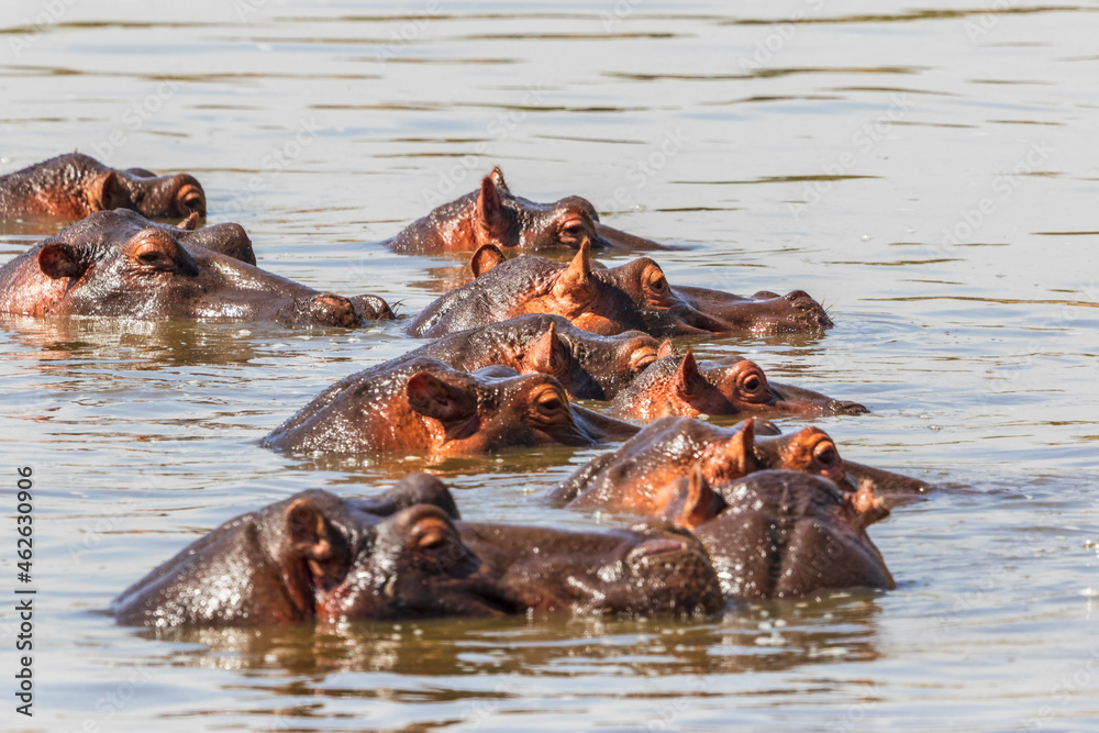 Fototapeta premium Hippos taking a bath in an African river