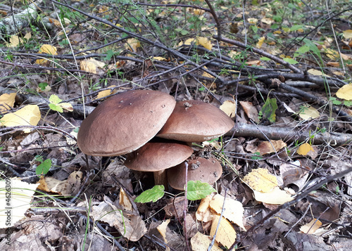 Brown cap boletus edible mushroom