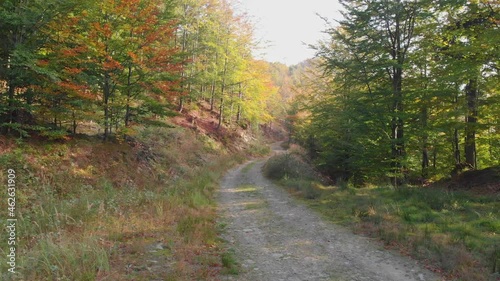 Path in autumn forest. 