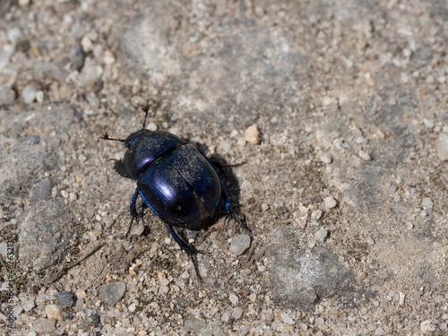 Close-up of dor beetle, Anoplotrupes stercorosus top view. Earth-boring dung-beetle on the ground of granular sand and dust. Close up of blue bug insect. Selective focus, copy space