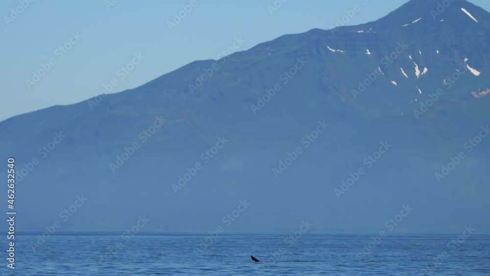 Big orca killer whale swimming in dark Pacific waters. Giant mammal on ...