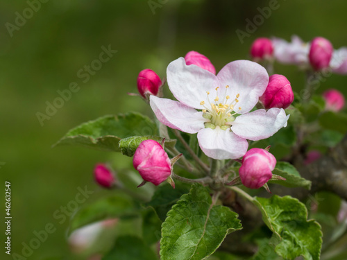 Close up beautiful macro blooming pink apple blossom flower and bud with green leaves, natural bokeh background, selective focus