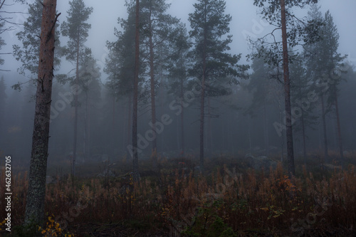 Pine trees in misty forest