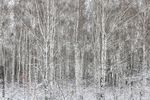 Young birches with black and white birch bark in winter in birch grove against background of other birches