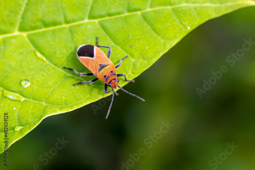 Red bugs (Pyrrhocoridae) perching on green leaf photo