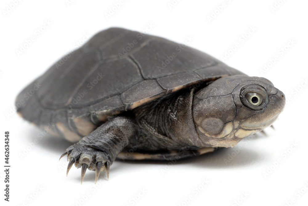 West African mud turtle (Pelusios castaneus) on a white background West African mud turtle (Pelusios castaneus) on a white background