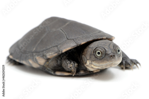 West African mud turtle (Pelusios castaneus) on a white background