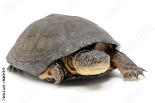 West African mud turtle (Pelusios castaneus) on a white background