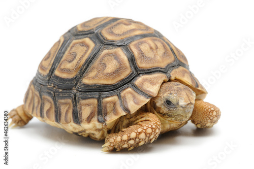 Leopard tortoise (Stigmochelys pardalis) on a white background