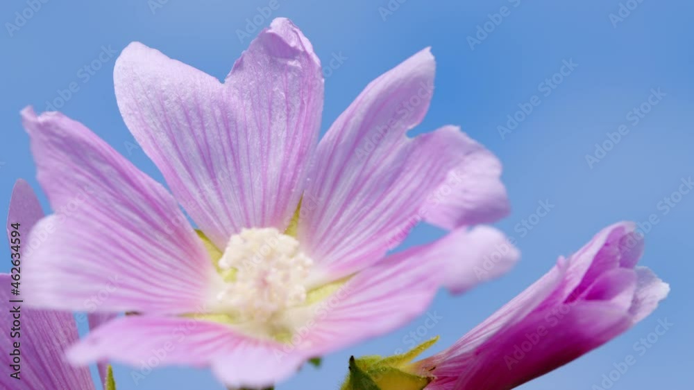 Althaea wild flower growing in a meadow. They are native to asia and europe. Rack focus. Althaea wild flower growing in a meadow. They are native to asia and europe. Rack focus.