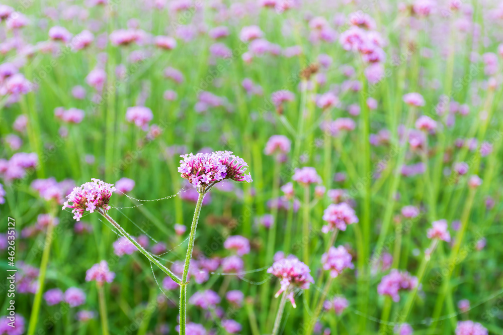 Verbena flowers blossom in the field on blurred background. Verbena flowers blossom in the field on blurred background.