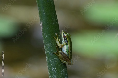 シンガポールの生き物　緑のカエル