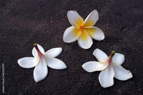 The frangipani flower is very beautiful and fragrant on the stone