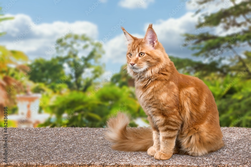 Fototapeta premium Playful cute small kitten outdoor