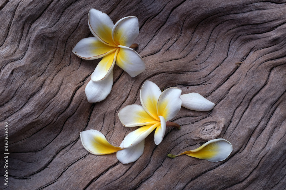 The frangipani flower is very beautiful and fragrant on the textured wood The frangipani flower is very beautiful and fragrant on the textured wood