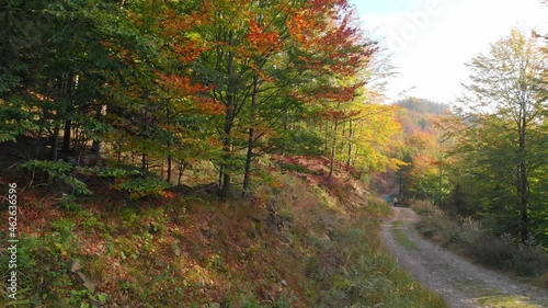 Walk in autumn forest