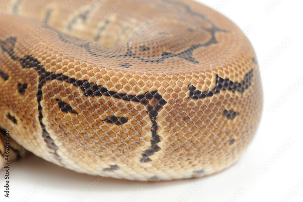 Obraz premium Ball python (Python regius) on a white background