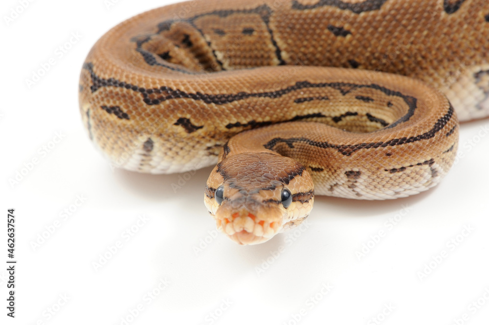 Ball python (Python regius) on a white background Ball python (Python regius) on a white background