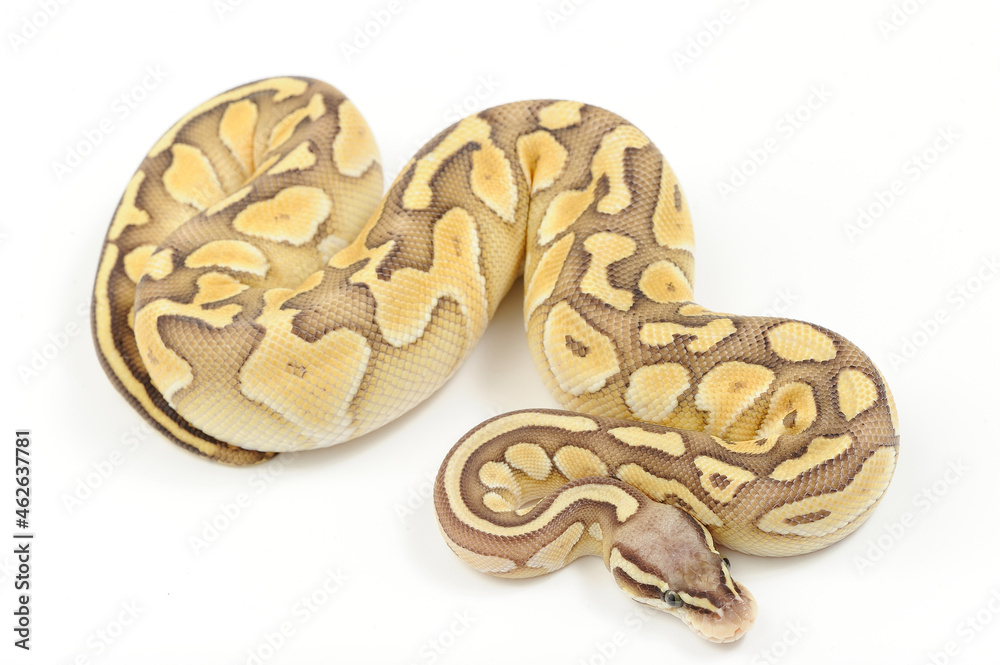 Ball python (Python regius) on a white background Ball python (Python regius) on a white background