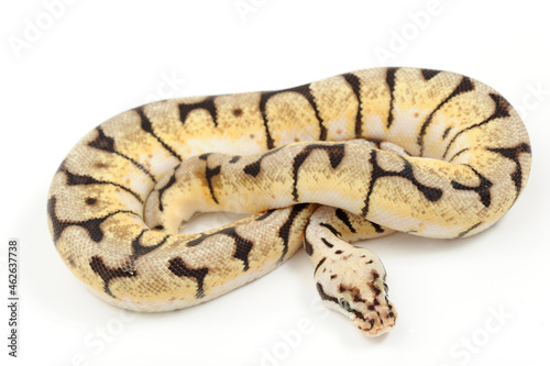 Ball python (Python regius) on a white background © Florian