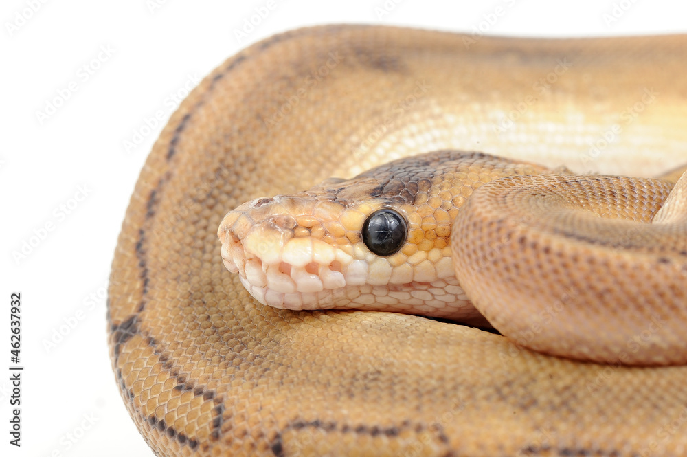 Ball python (Python regius) on a white background Ball python (Python regius) on a white background