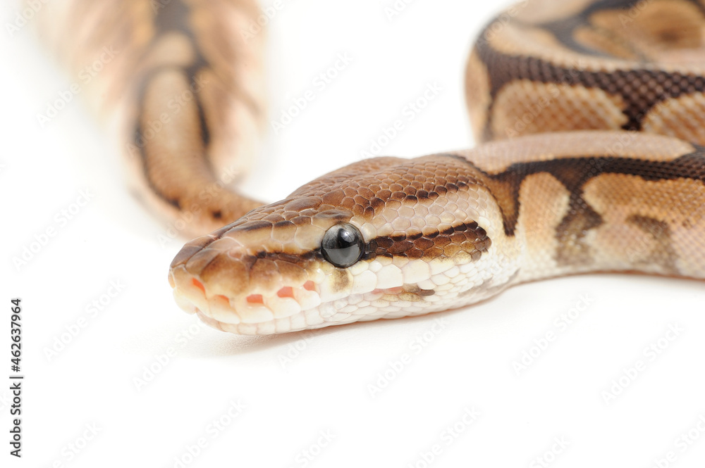 Ball python (Python regius) on a white background Ball python (Python regius) on a white background