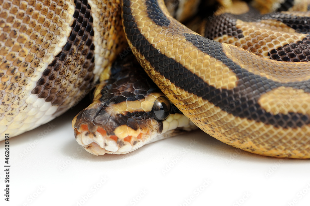 Ball python (Python regius) on a white background Ball python (Python regius) on a white background