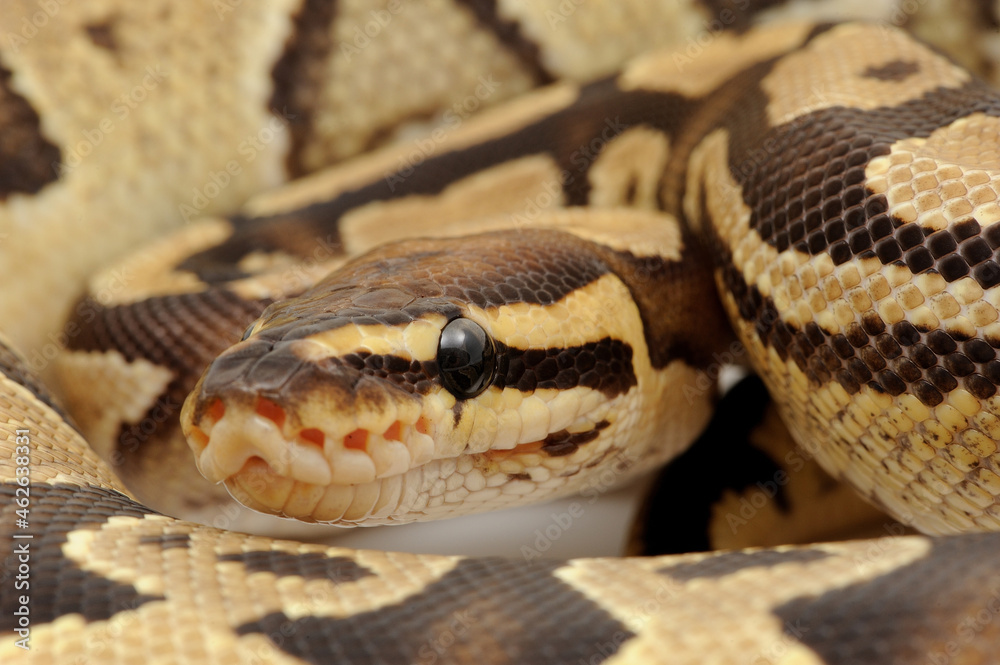 Ball python (Python regius) on a white background Ball python (Python regius) on a white background