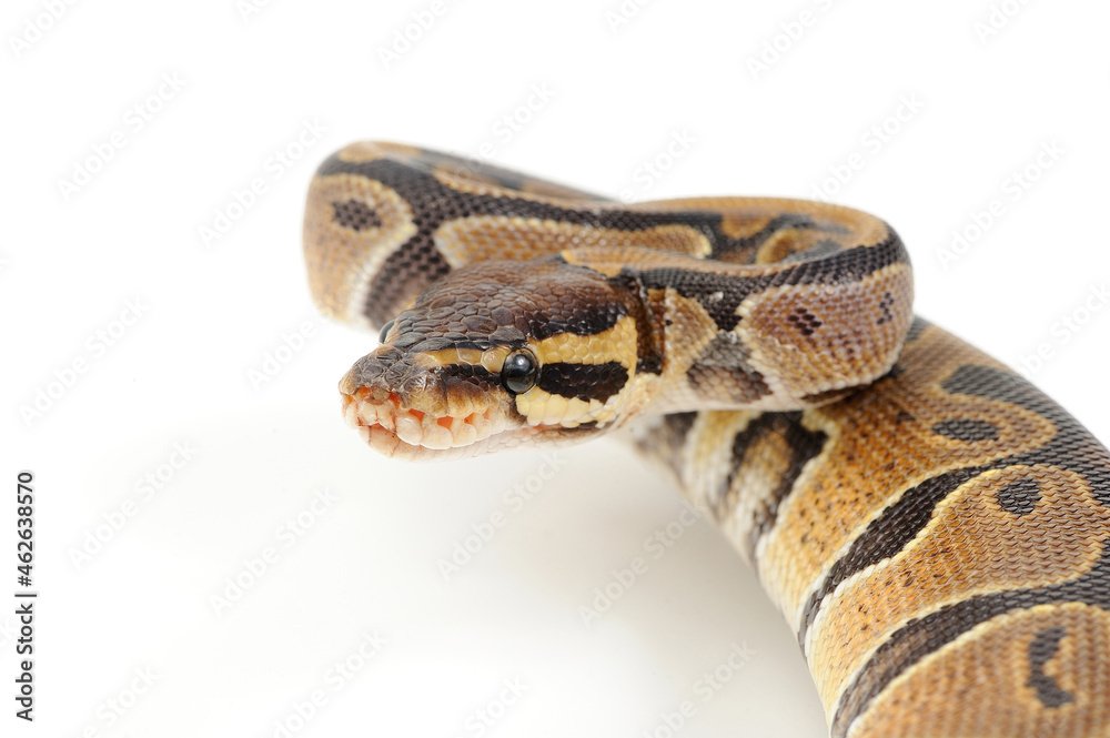 Ball python (Python regius) on a white background Ball python (Python regius) on a white background