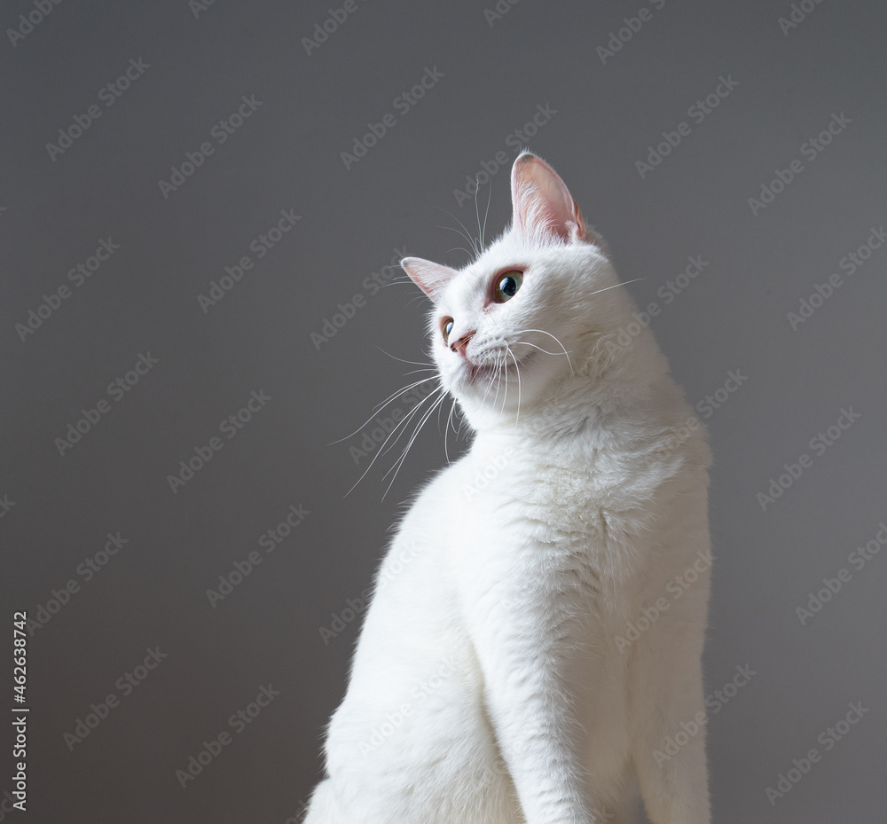 Obraz premium 白猫のポートレート グレー背景 