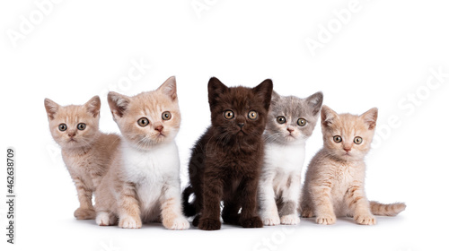 Fototapeta Naklejka Na Ścianę i Meble -  Row of 5 various colored British Shorthair cat kittens, standing and sitting together. All facing camera. Isolated on on white background.