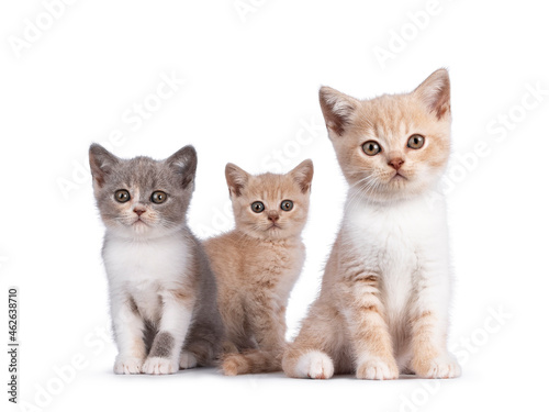 Fototapeta Naklejka Na Ścianę i Meble -  Bunch of 3 various colored British Shorthair cat kittens, standing and sitting together. All facing camera. Isolated on on white background.