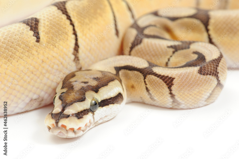 Ball python (Python regius) on a white background Ball python (Python regius) on a white background