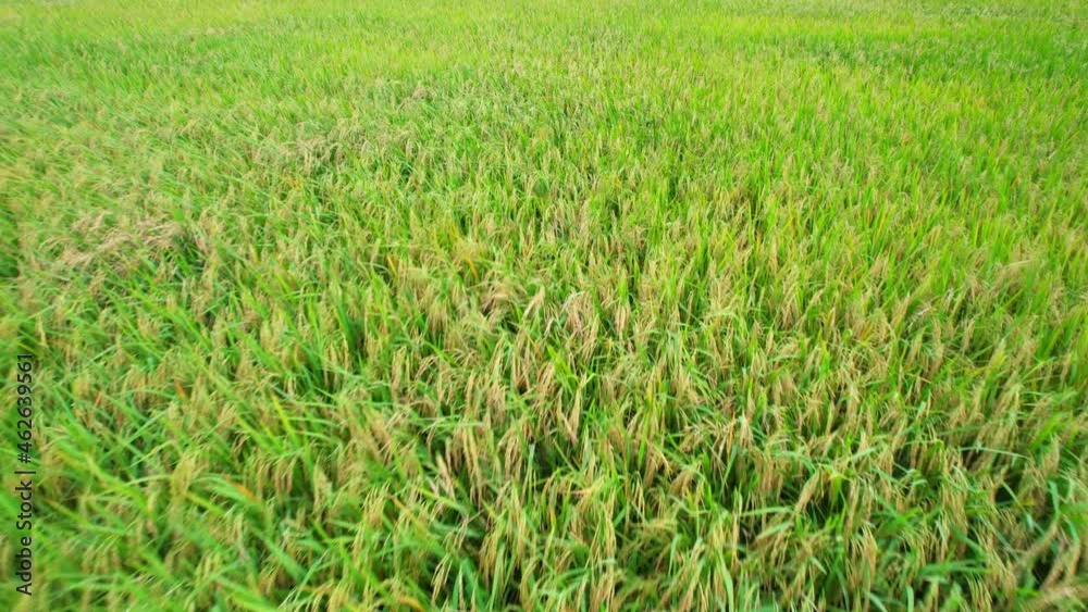 A green rice field waving in the wind, Green rice plants growing. Nature Aerial footage A green rice field waving in the wind, Green rice plants growing. Nature Aerial footage