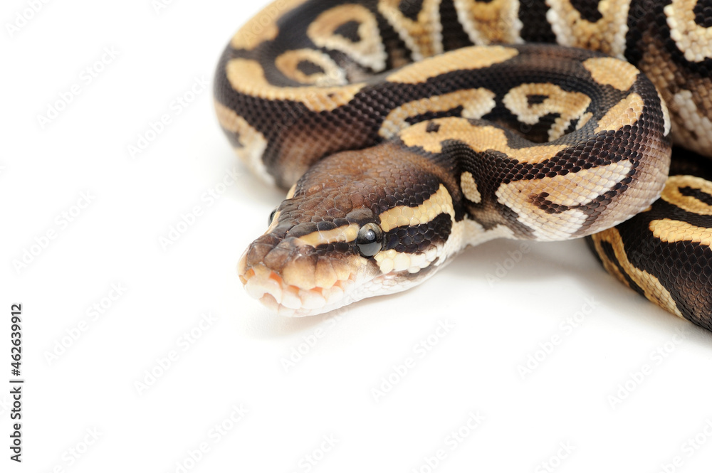 Ball python (Python regius) on a white background Ball python (Python regius) on a white background