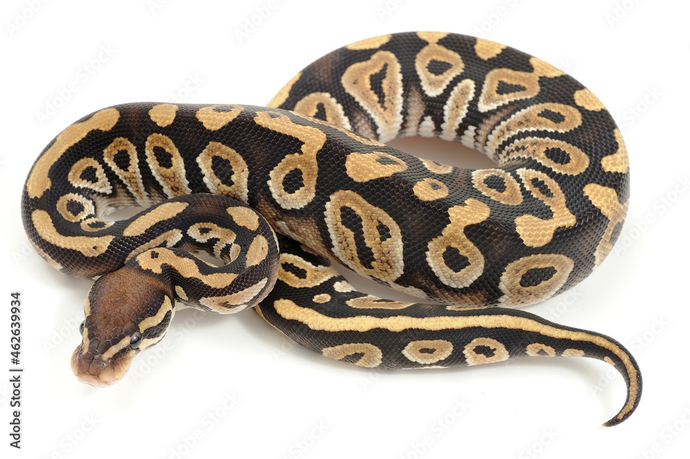 Ball python (Python regius) on a white background Ball python (Python regius) on a white background