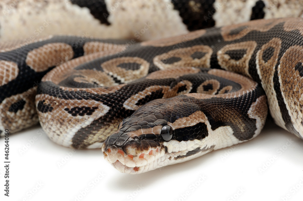 Ball python (Python regius) on a white background Ball python (Python regius) on a white background