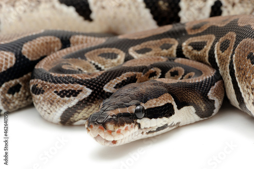 Ball python (Python regius) on a white background