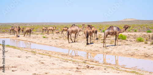 A herd of wild camels graze at a watering hole in the desert on a hot sunny day