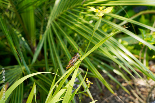 Locust on a blade of grass