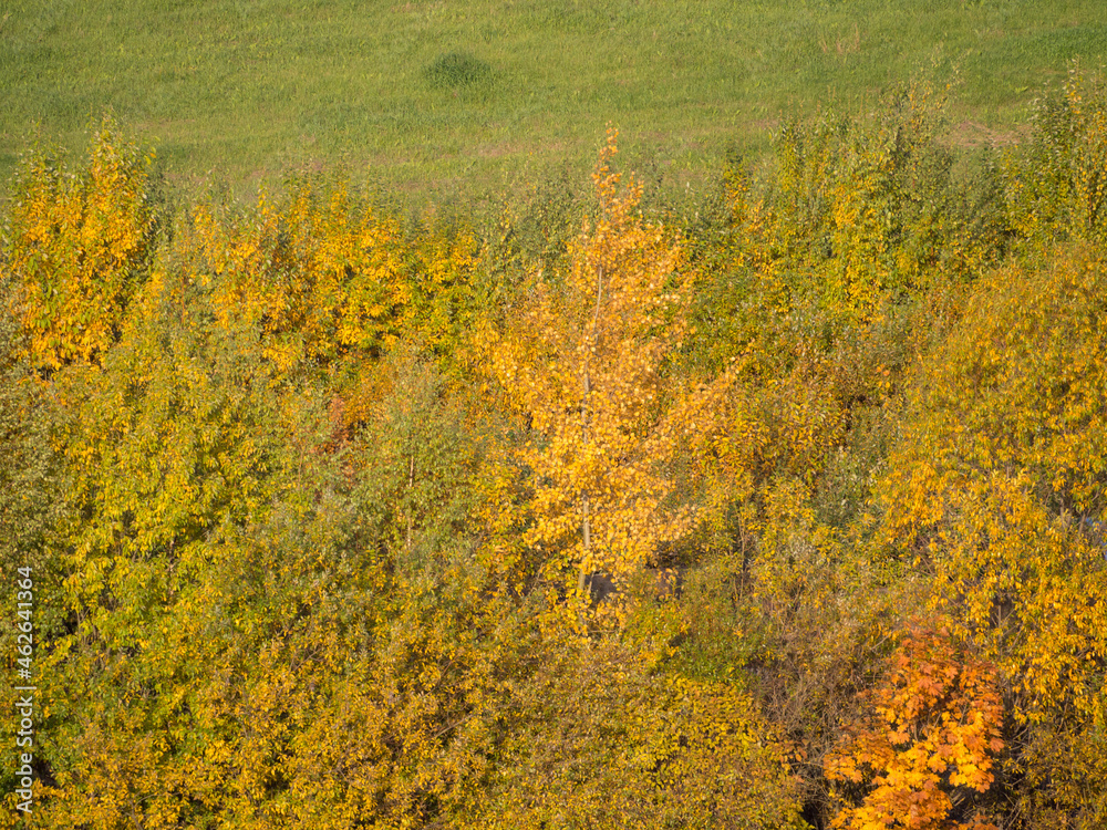 Fototapeta premium trees with green and yellow foliage