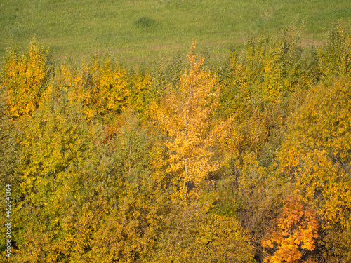 trees with green and yellow foliage