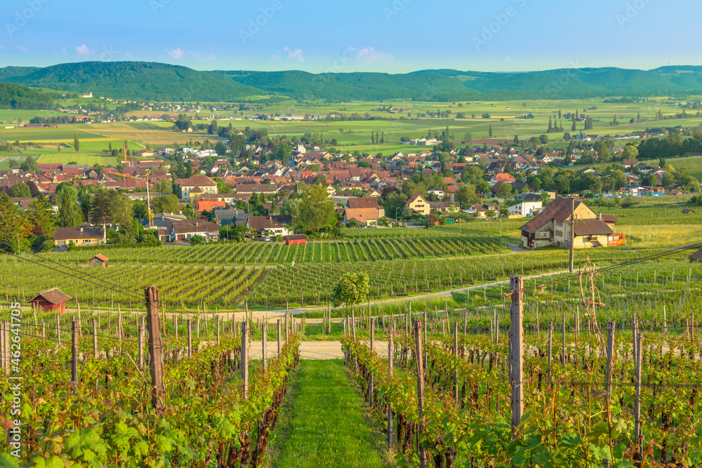 Panoramic landscape of terraced vineyards in Hallau winegrowing town in Swiss countryside and Hallauerberg mountain. Heritage vineyards of Switzerland wine region. Schaffhausen Canton of Switzerland.