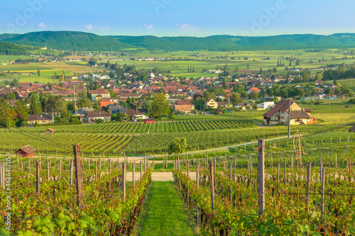 Panoramic landscape of terraced vineyards in Hallau winegrowing town in Swiss countryside and Hallauerberg mountain. Heritage vineyards of Switzerland wine region. Schaffhausen Canton of Switzerland.
