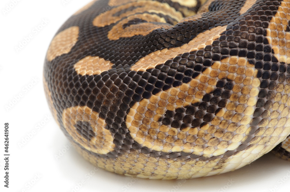 Obraz premium Ball python (Python regius) on a white background
