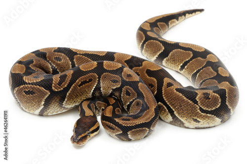 Ball python (Python regius) on a white background